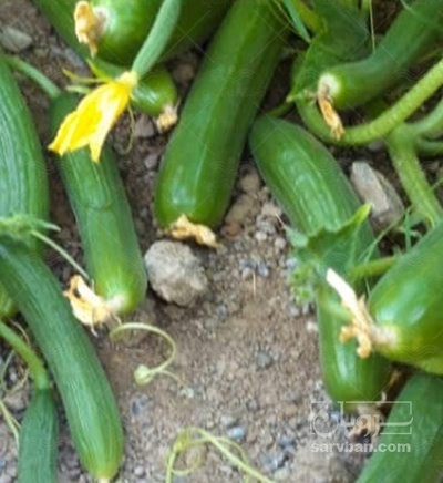 فروش محصولات زراعی خیار نول