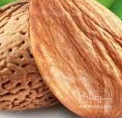 فروش بادام