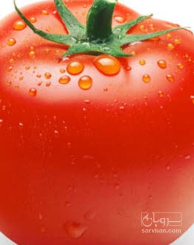 فروش گوجه فرنگی