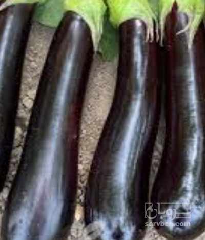 فروش بادمجان