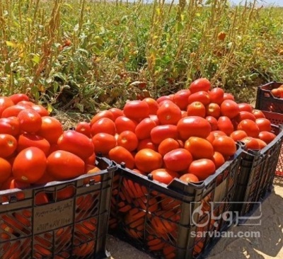 فروش گوجه فرنگی