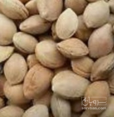 فروش  هسته آلو