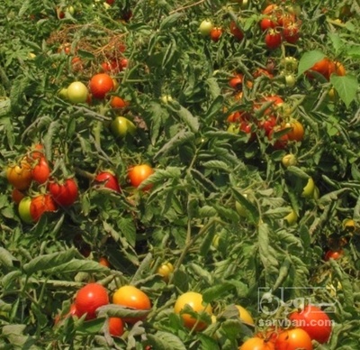 فروش گوجه فرنگی