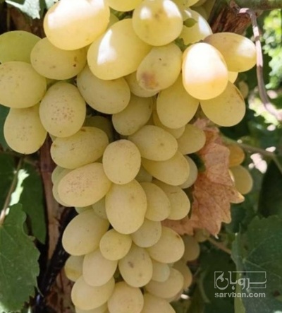 فروش انگور