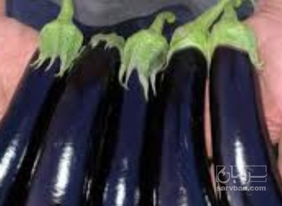 فروش بادمجان