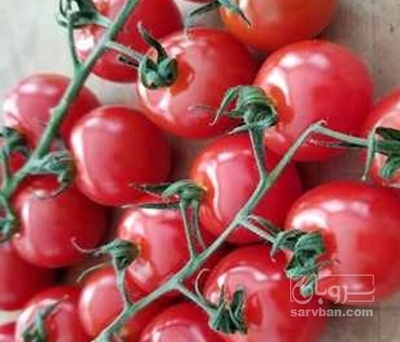 خرید گوجه فرنگی خوشه ایی