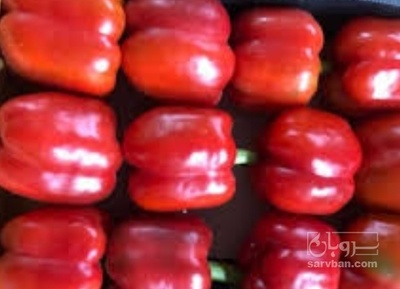 خرید فلفل دلمه ای تمام قرمز