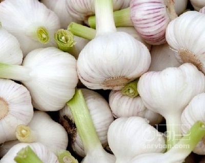 خرید سیر تازه