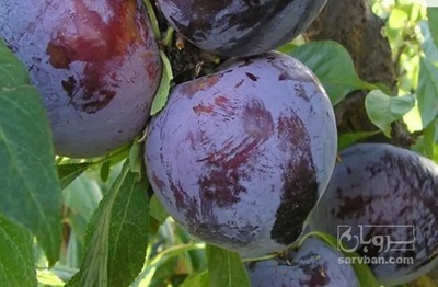 خرید الو کالیفرنیا