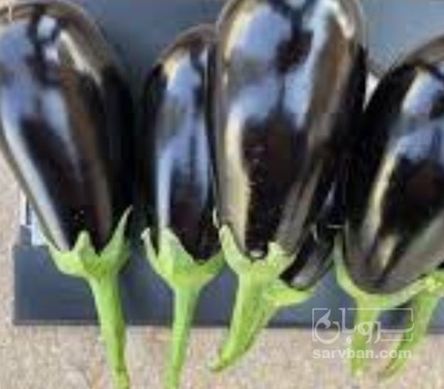 خرید بادمجان