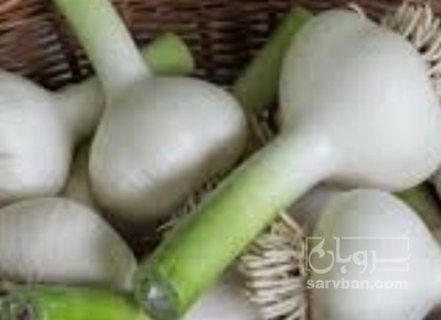 خرید سیر تازه