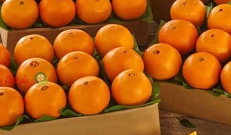 خرید پرتقال