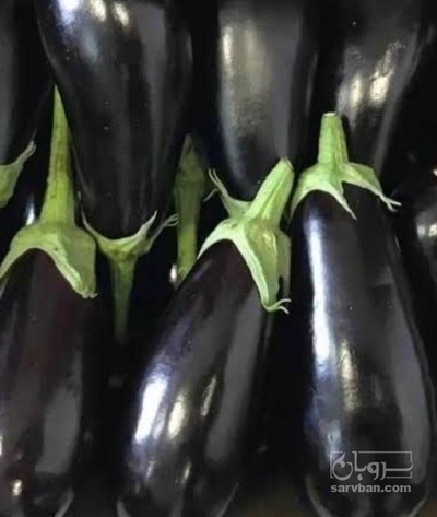 خرید بادمجان