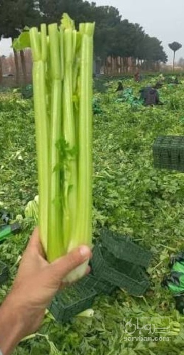خرید  ساقه کرفس