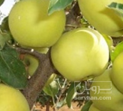 فروش سیب زرد