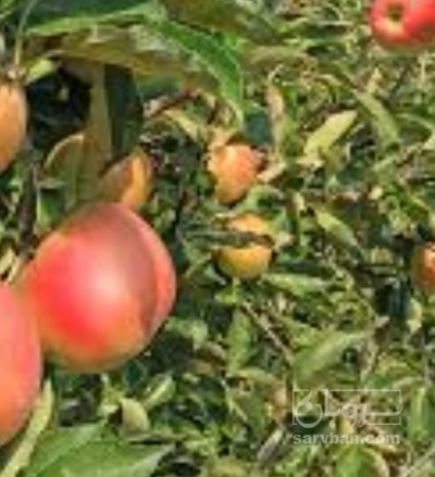 فروش سیب قرمز