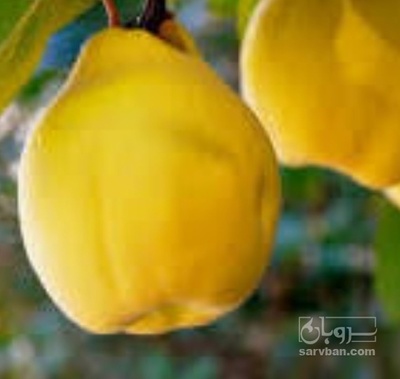 فروش به
