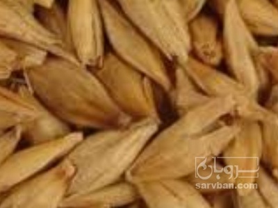 فروش جو