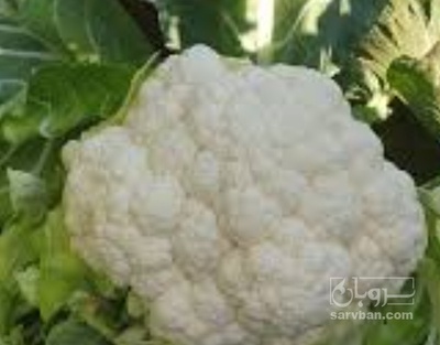 فروش گل کلم