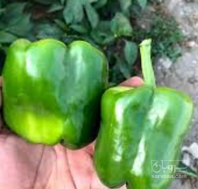 فروش فلفل دلمه ای