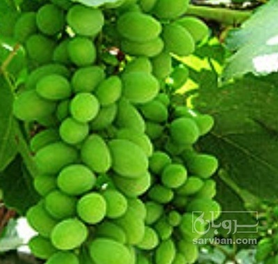 فروش غوره فخری