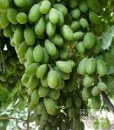 فروش غوره عسگری