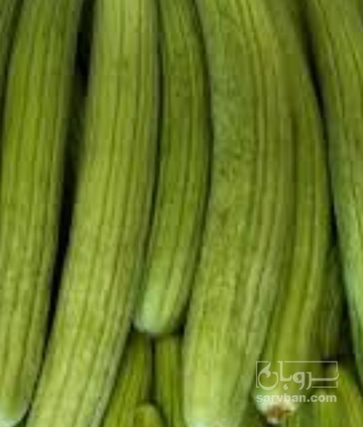 فروش خیار چنبر