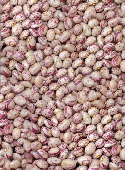 فروش لوبیا چیتی