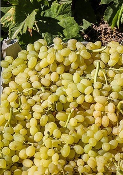 فروش انگور