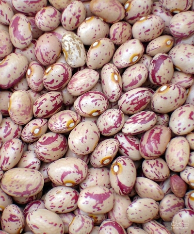 فروش لوبیا چیتی