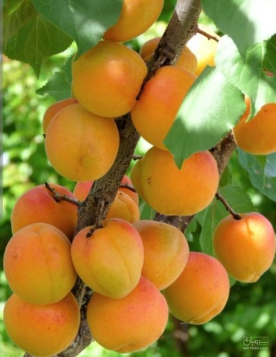 فروش زردآلو
