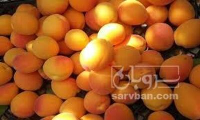 فروش زردآلو