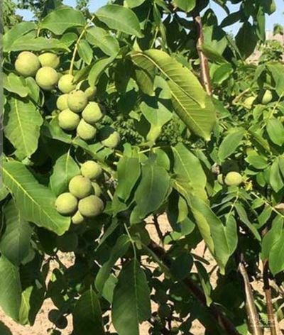 فروش گردو