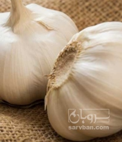 فروش سیر