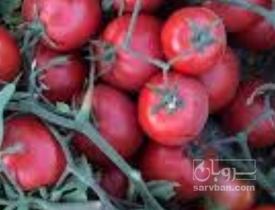 فروش گوجه فرنگی