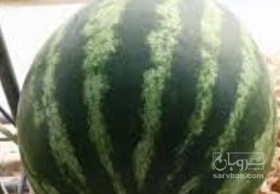 فروش هندوانه