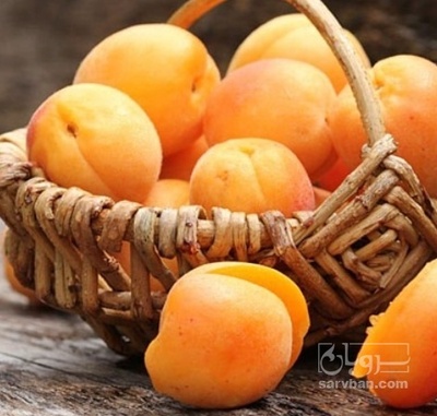 فروش زردآلو