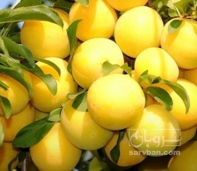 فروش آلو