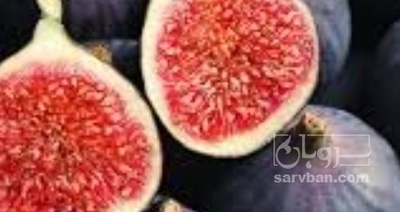 فروش انجیر