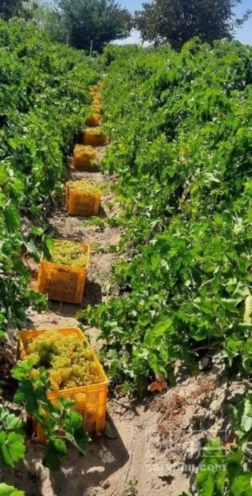 فروش انگورکشمش سفید بی دانه