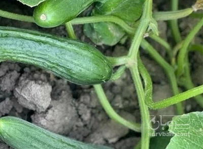 فروش خیار سالادی