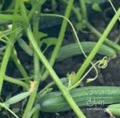 فروش خیار تره باری
