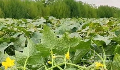 فروش خیار خیار شوری