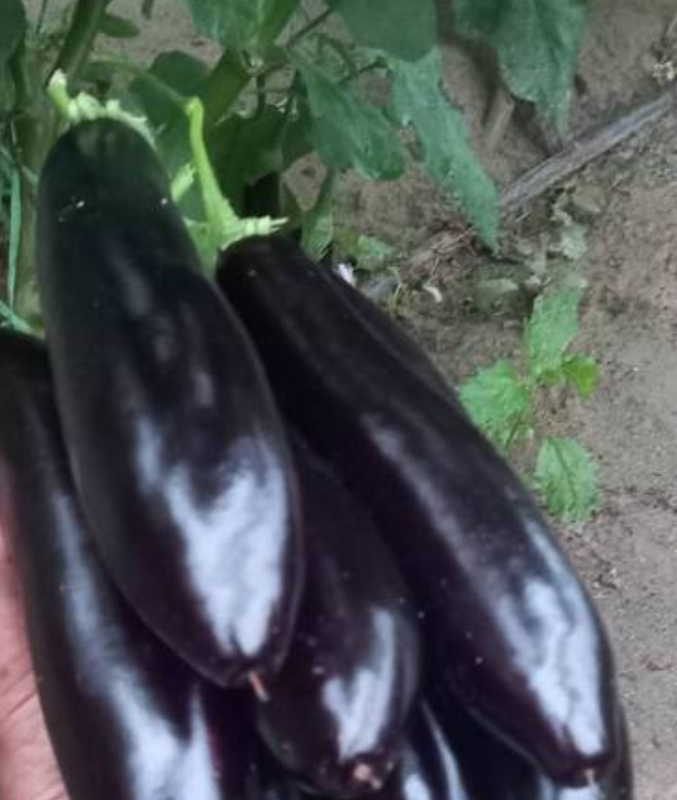 فروش بادمجان