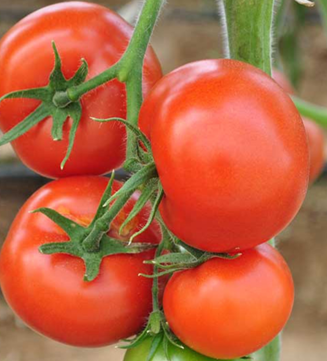 فروش گوجه فرنگی