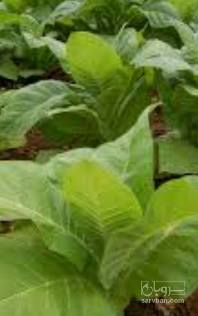 فروش تنباکو کوهی (گیاه‌ دارویی)