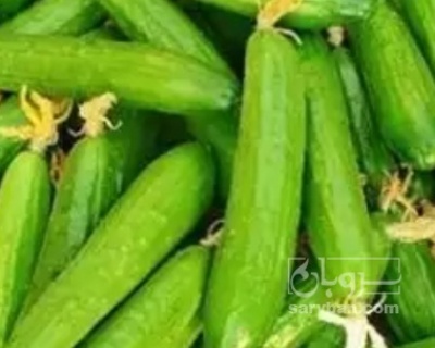 فروش خیار نول