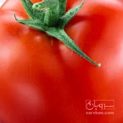 فروش گوجه فرنگی