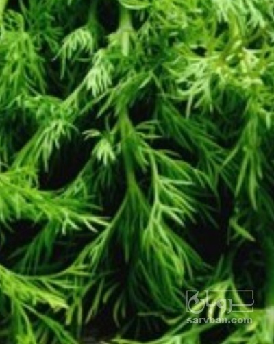 فروش شوید تازه