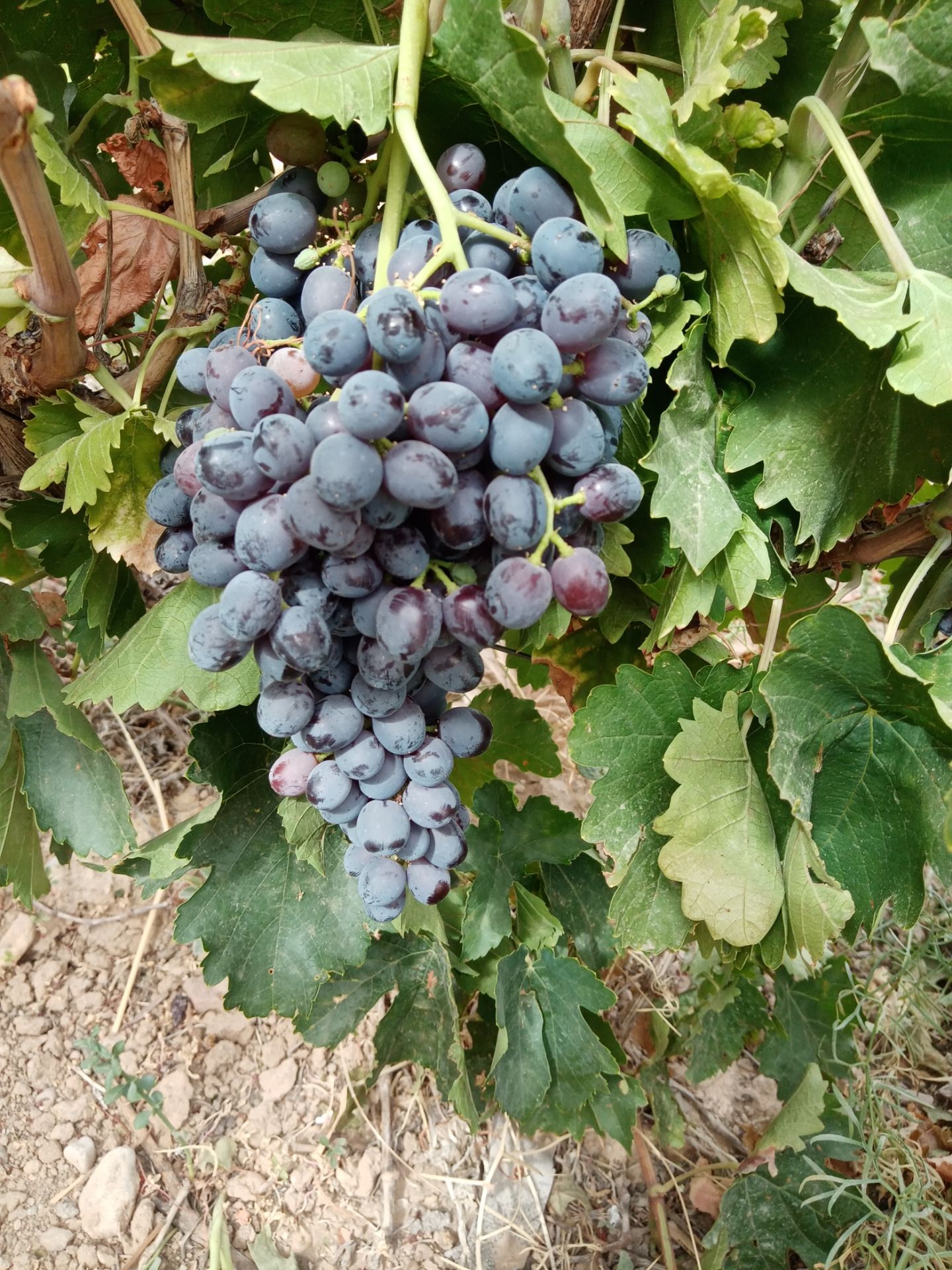 فروش انگور